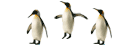 Penguins